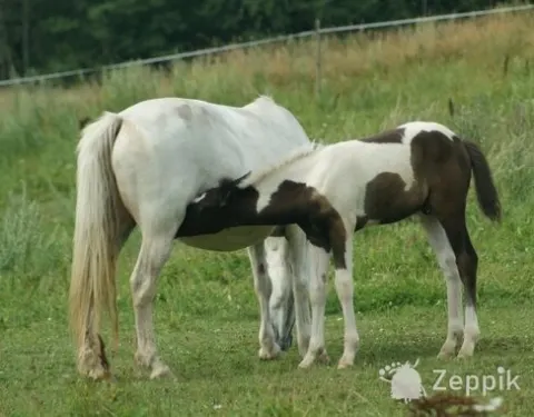 BIG PONY, БОЛЬШОЙ ПОНИ