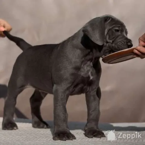 Щенки кане корсо