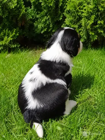 Cavalier King Charles spanjeli kutsikad!