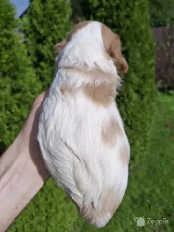 Cavalier King Charles spanjeli kutsikad!