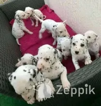 Щенки долматина