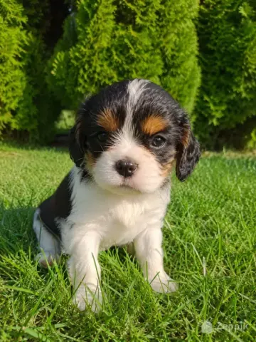 Cavalier King Charles spanjeli kutsikad!