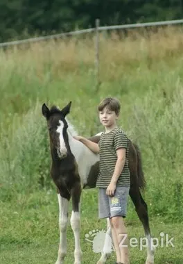 BIG PONY, БОЛЬШОЙ ПОНИ