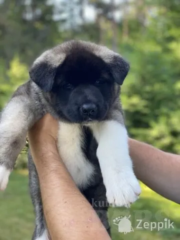 Ameerika Akita kutsikaid