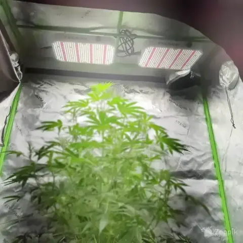 Taimelamp FRGROW B0CZLJW764, 130 W