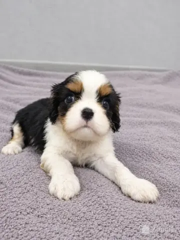 Cavalier King Charles spanjeli kutsikad!