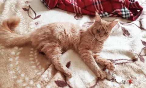 Котята Мейн-кун