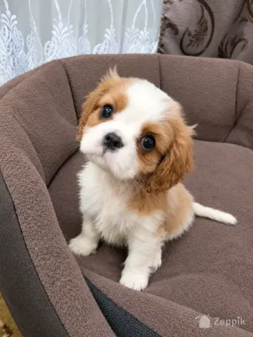 Cavalier King Charles spanjeli kutsikad!