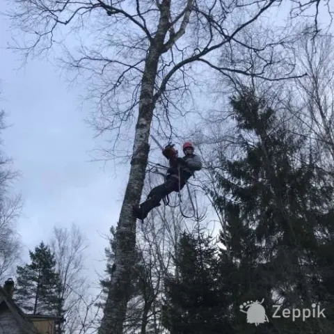 Спил и обрезка деревьев, puu loikamine