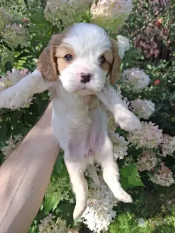 Cavalier King Charles spanjeli kutsikad!
