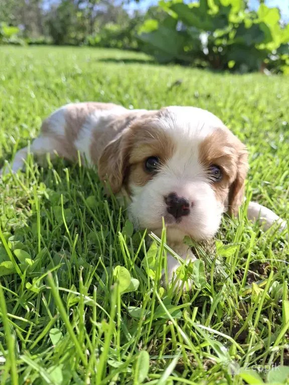 Cavalier King Charles spanjeli kutsikad!
