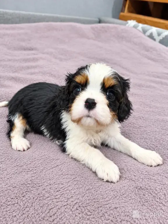 Cavalier King Charles spanjeli kutsikad!