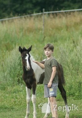 BIG PONY, БОЛЬШОЙ ПОНИ