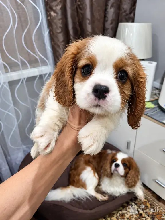 Cavalier King Charles spanjeli kutsikad!