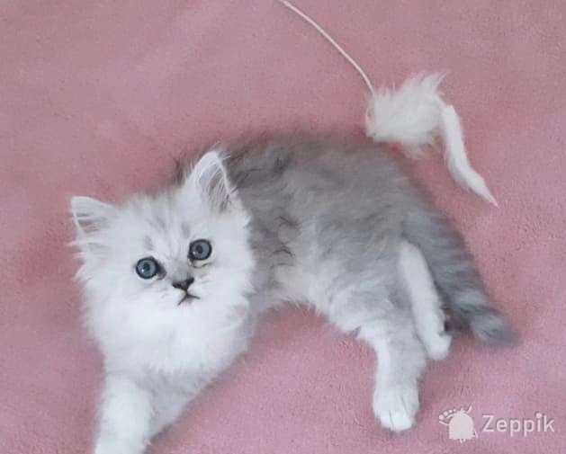 Британские котята